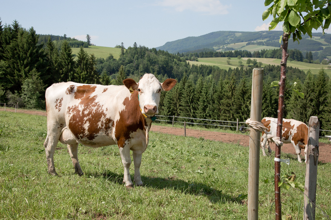 Kuh im Schwarzwald